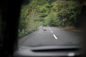 ドライブで見つけた屋久鹿