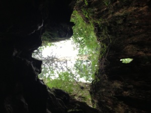 屋久杉　ウィルソン株