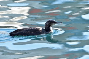 屋久島の渡り鳥